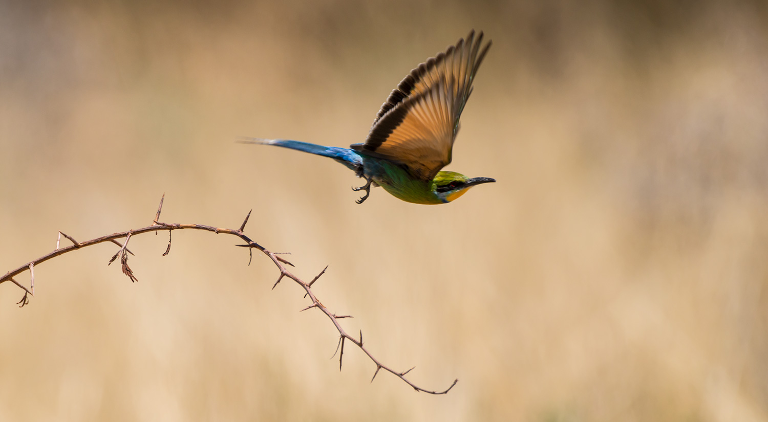 Bee-eater, Erindi, Namibia