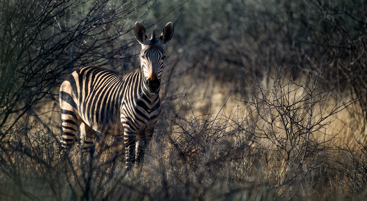Zebra, Erindi, Namibia