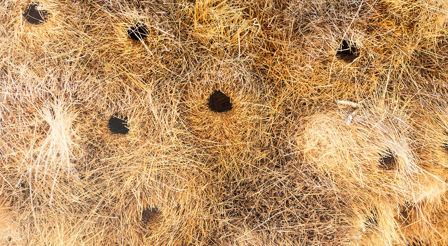Sociable weavers nest, Erindi, Namibia