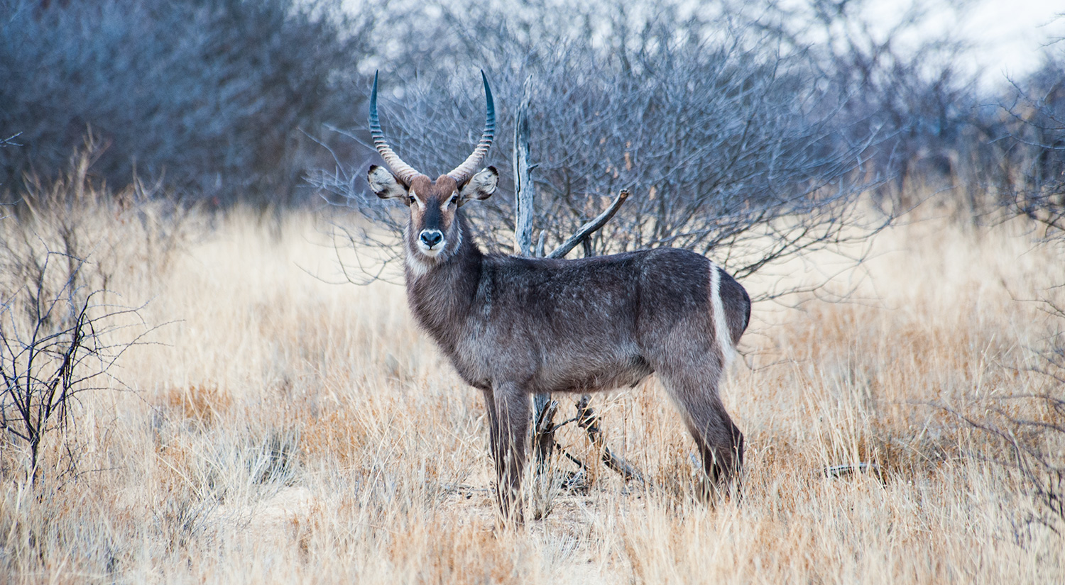 Waterbuck, Erindi, Namibia
