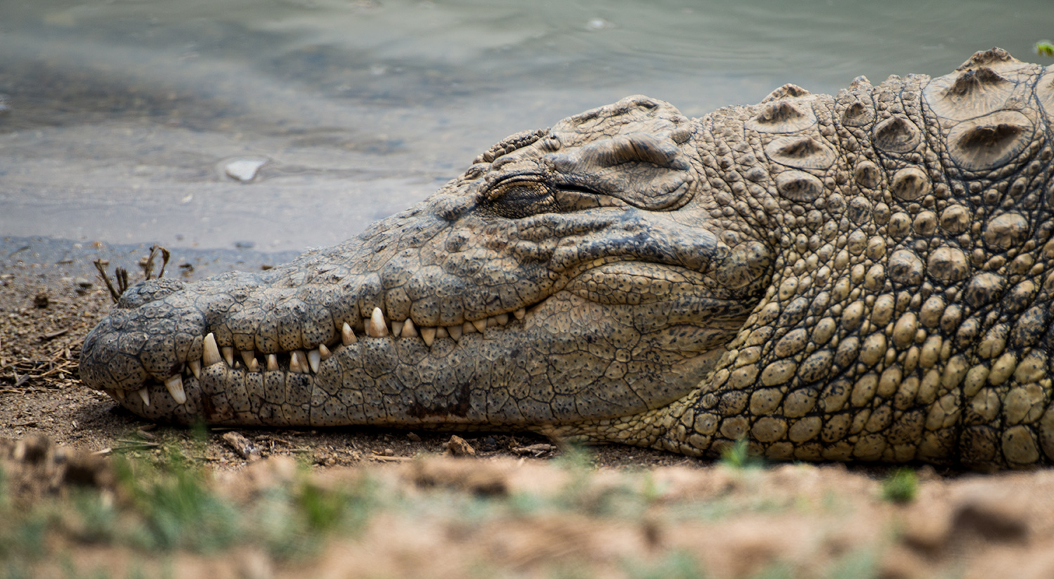 Crocodile, Erindi, Namibia
