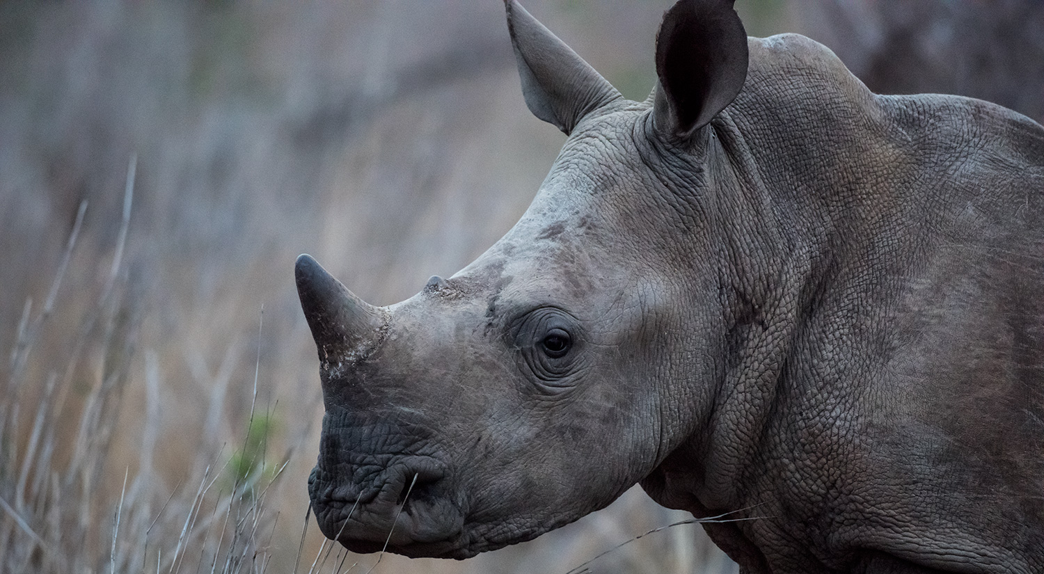 White rhino, Phinda, South Africa