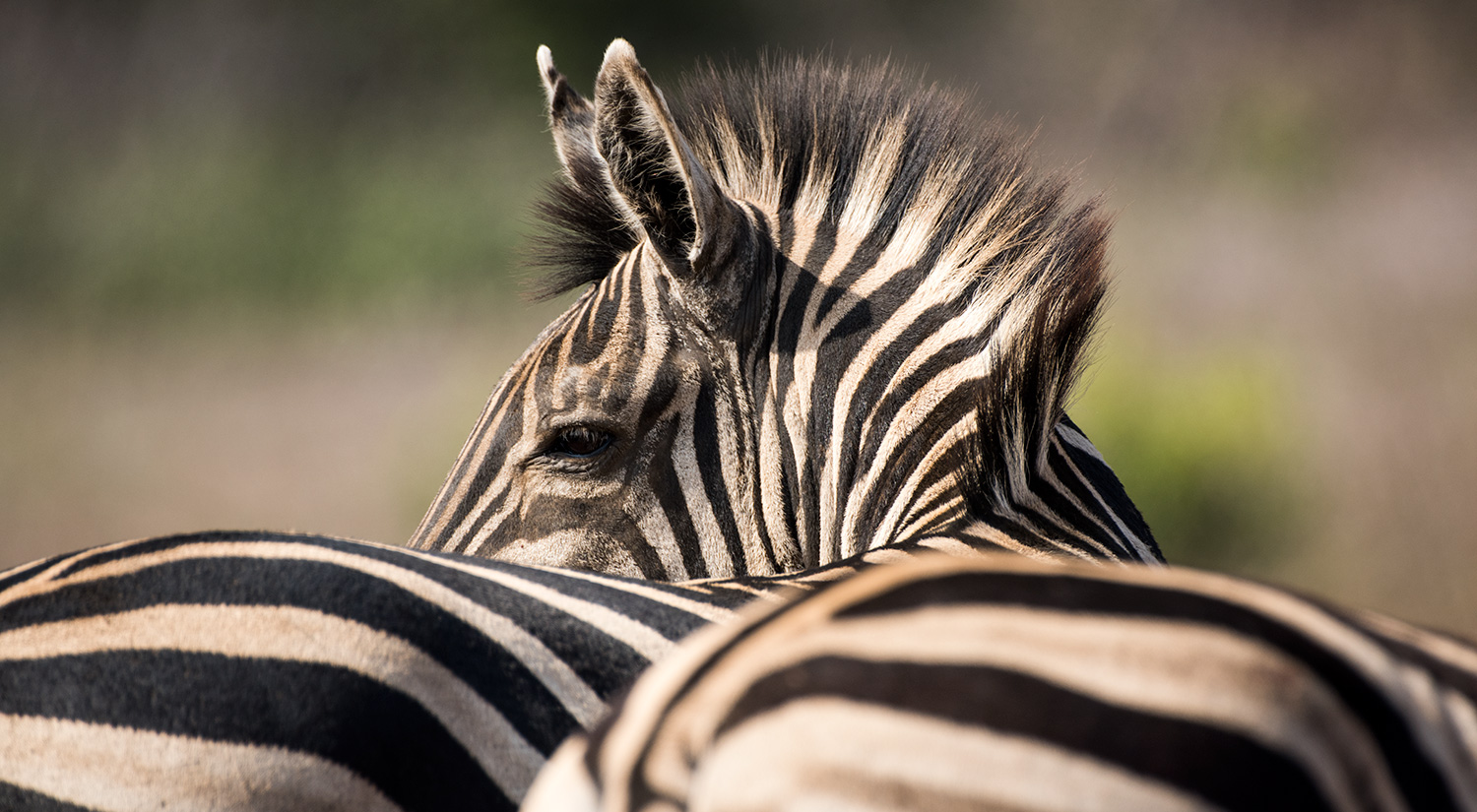 Zebra, Phinda, South Africa