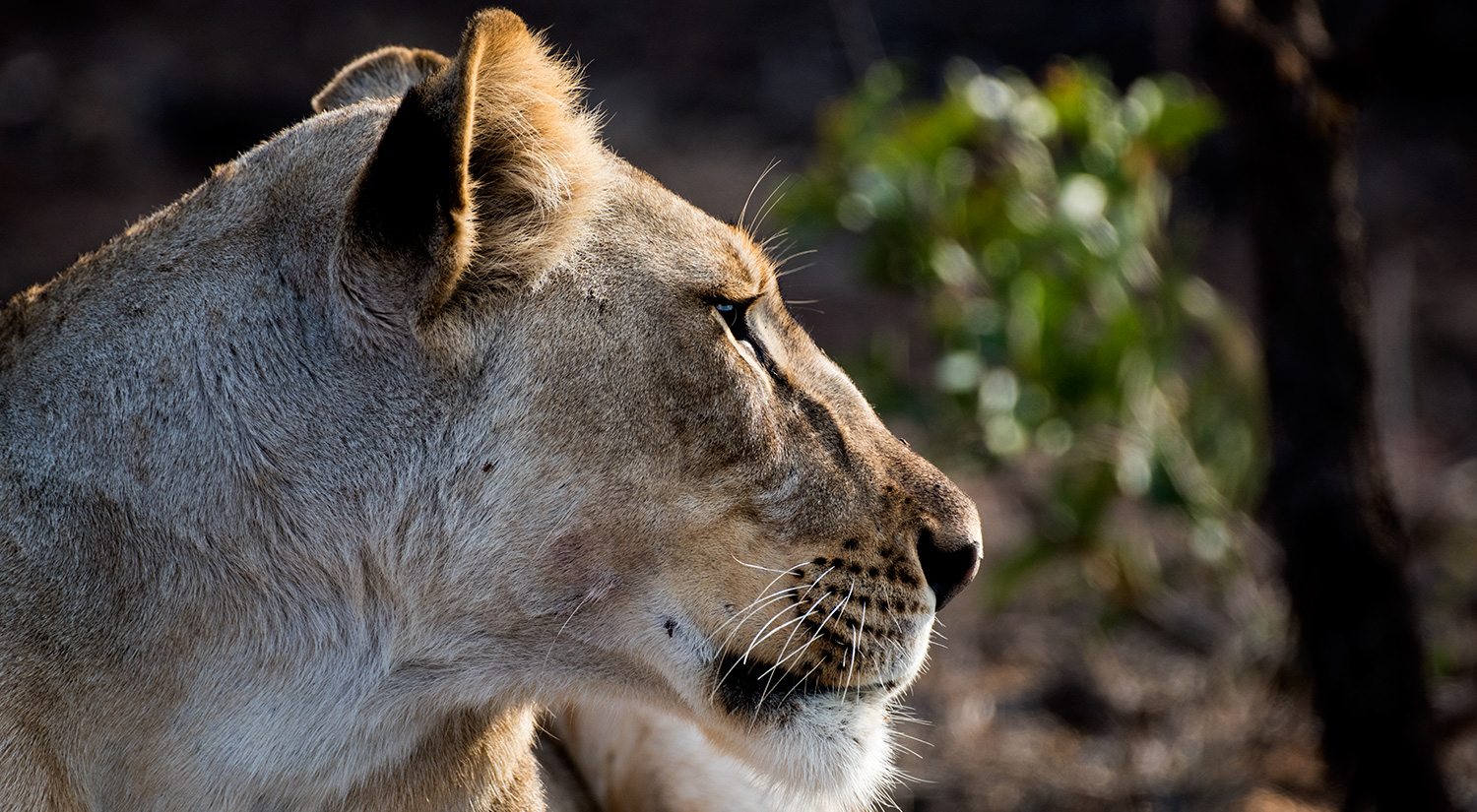 Lioness, Phinda, South Africa