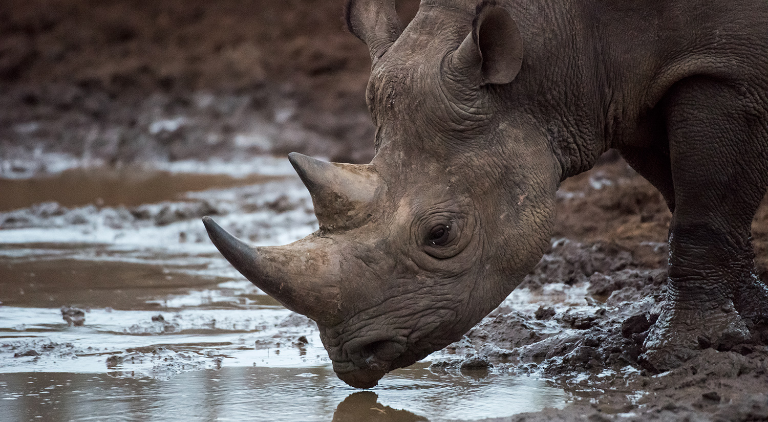 Black rhino, Phinda, South Africa