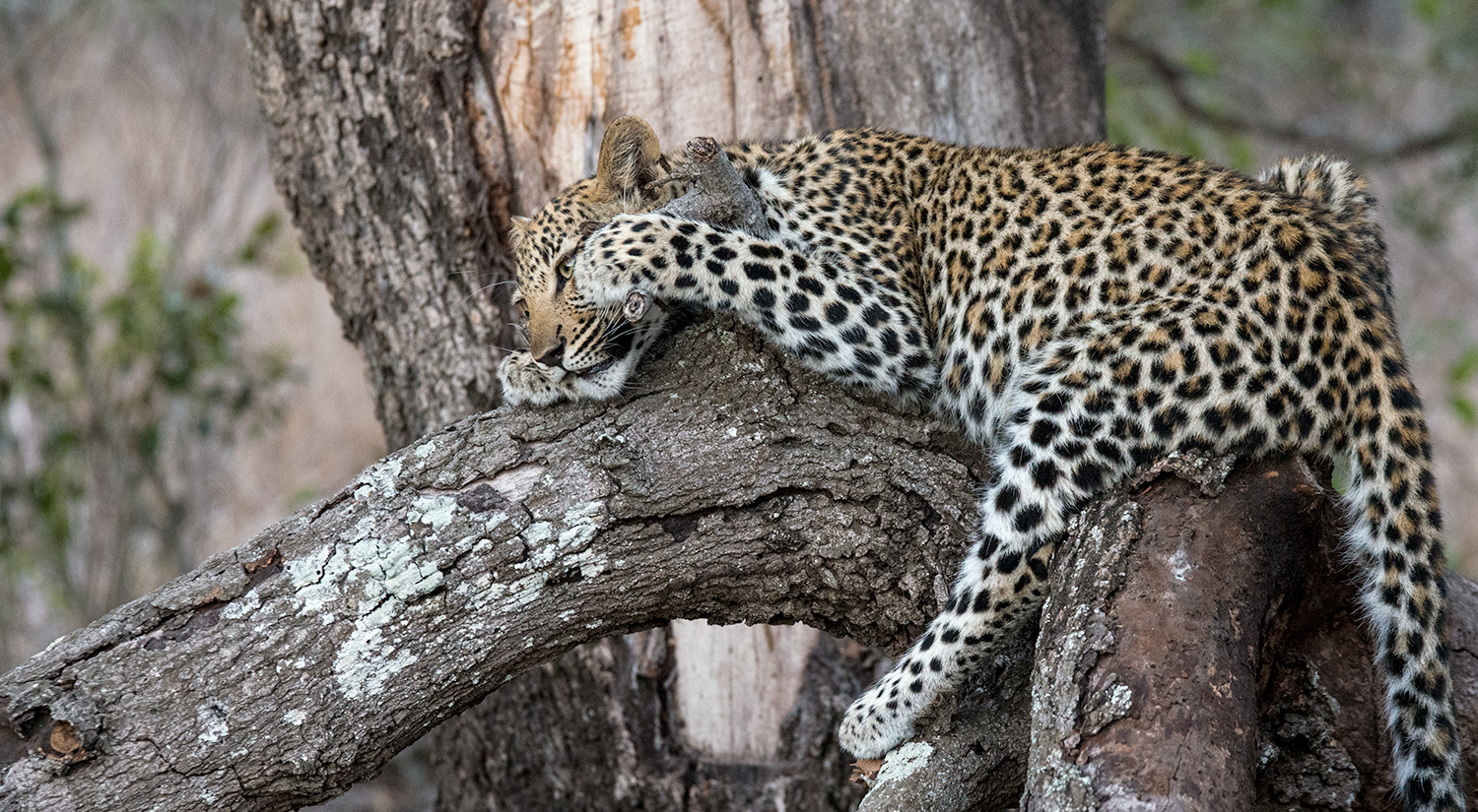 Leopard cub, Phinda, South Africa