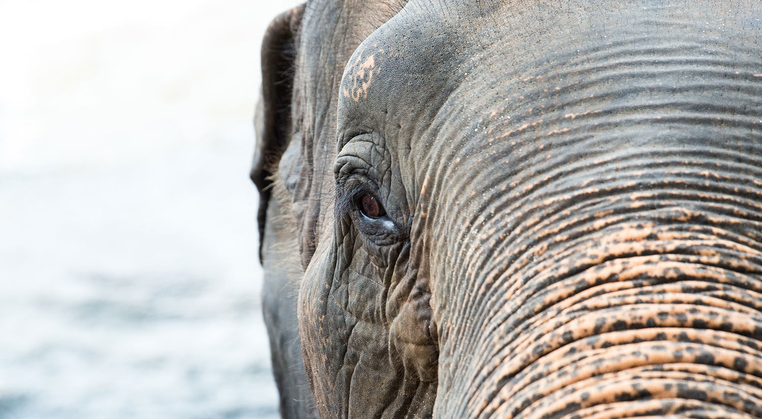 Elephant, Yala National Park, Sri Lanka, 2015