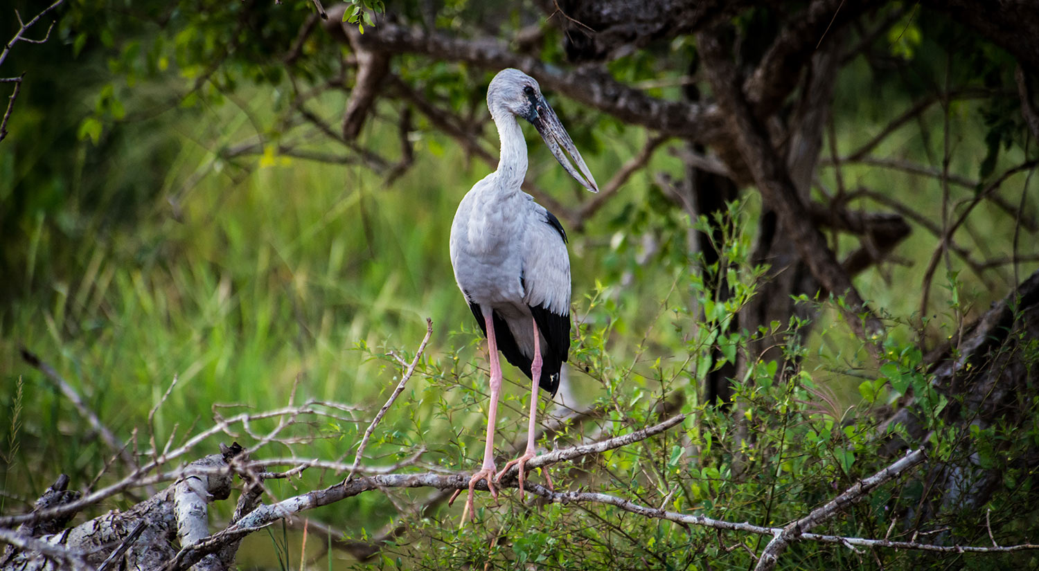 Asian openbill, Yala National Park, Sri Lanka, 2015