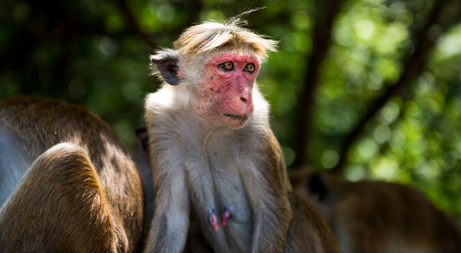 Toque macaque, Yala National Park, Sri Lanka, 2015