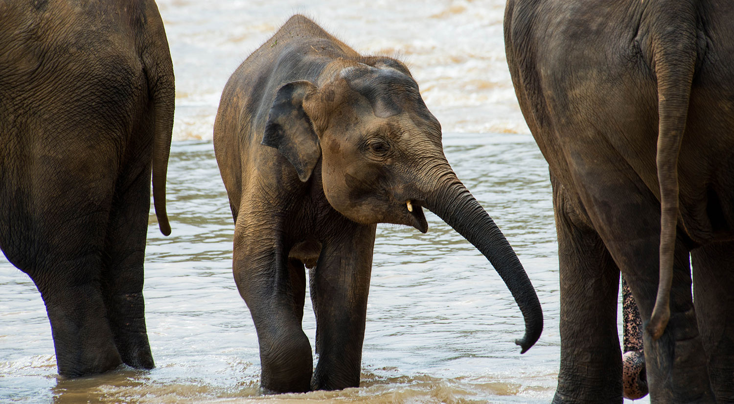 Elephants, Yala National Park, Sri Lanka, 2015