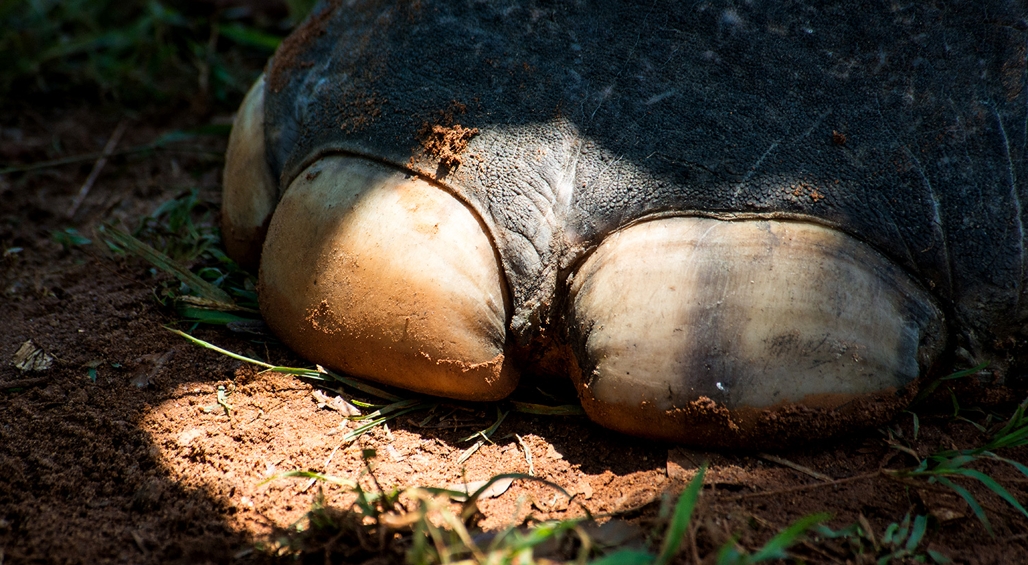 Elephant, Yala National Park, Sri Lanka, 2015