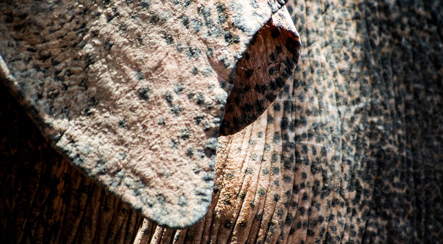 Elephant, Yala National Park, Sri Lanka, 2015