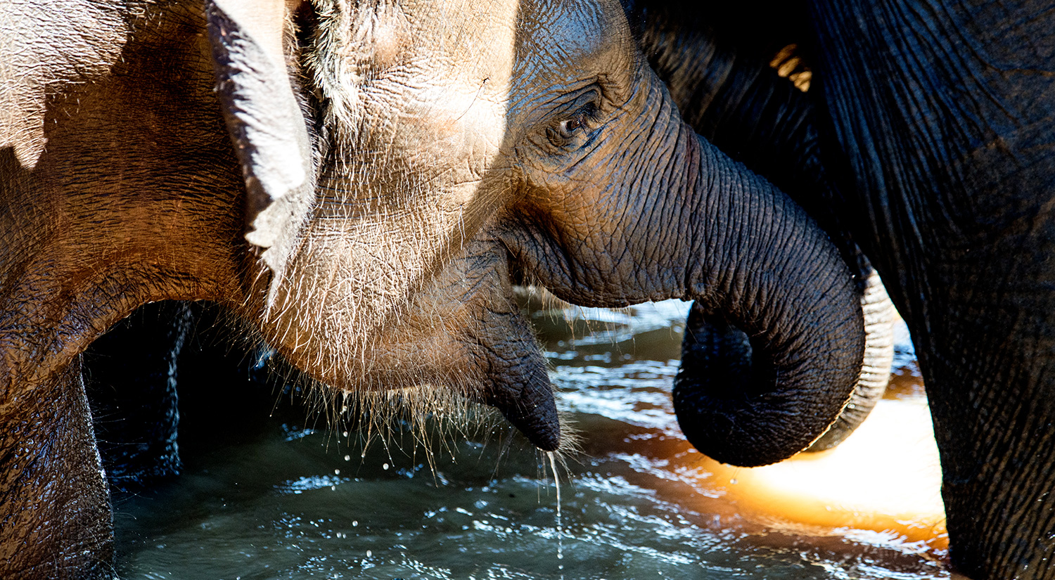 Elephant, Yala National Park, Sri Lanka, 2015