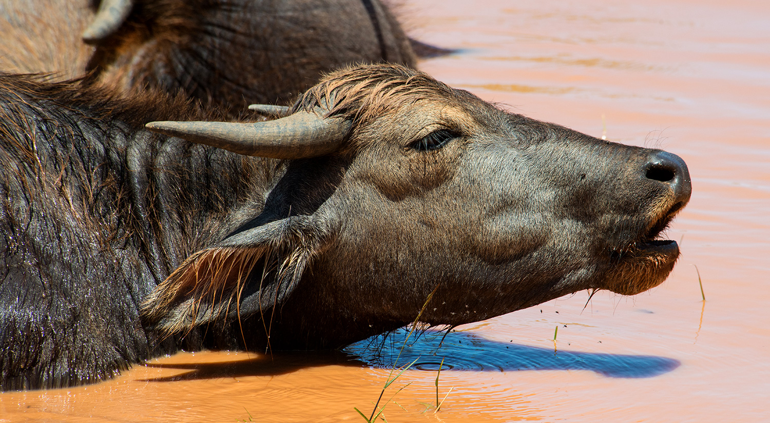 Water Buffalo, Yala National Park, Sri Lanka, 2015
