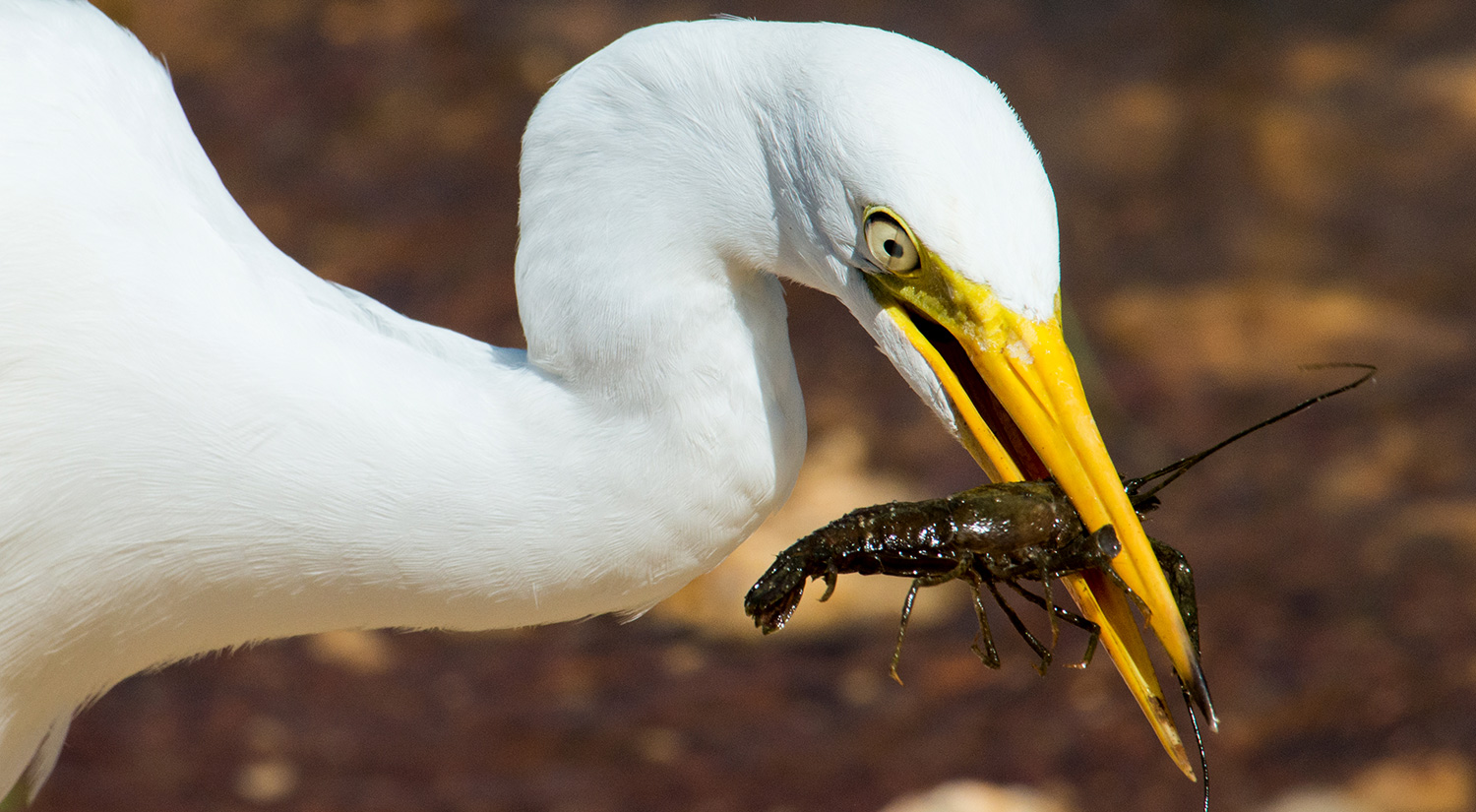 Eastern great egret, Yala National Park, Sri Lanka, 2015